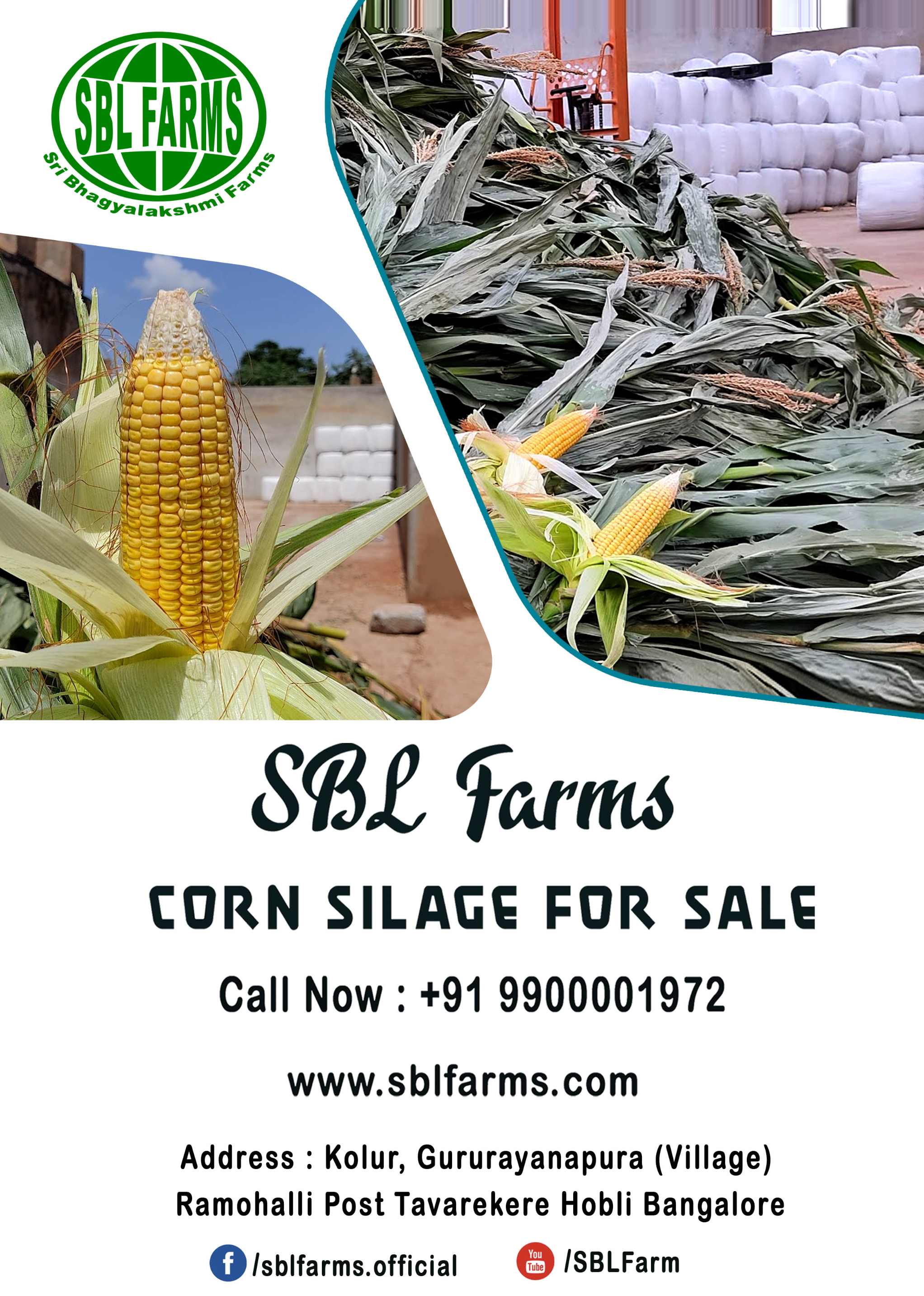 Corn Silage Suppliers in Bangalore | Corn Silage for Sale  |  Corn Silage, Baby Corn Silage manufacturers, suppliers & exporters in Bangalore | corn silage for sale in bangalore |  Sri Bhagyalakshmi Farms Corn Silage Bangalore| Silage Balers | Animal Feed Manufacturers | Production of Silage |Cattle feed manufacturers & suppliers - SBL Farms is solving the biggest fodder crisis in India, by supplying Silage bales, Bailing machines to dairy farmers, Cooperatives, Animal Husbandry | Best Cattle Feed Manufacturers & Silage Suppliers in India | Indias Best Baled Silage Producers